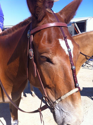Learning How to Properly Fit Large Horse & Mule Tack