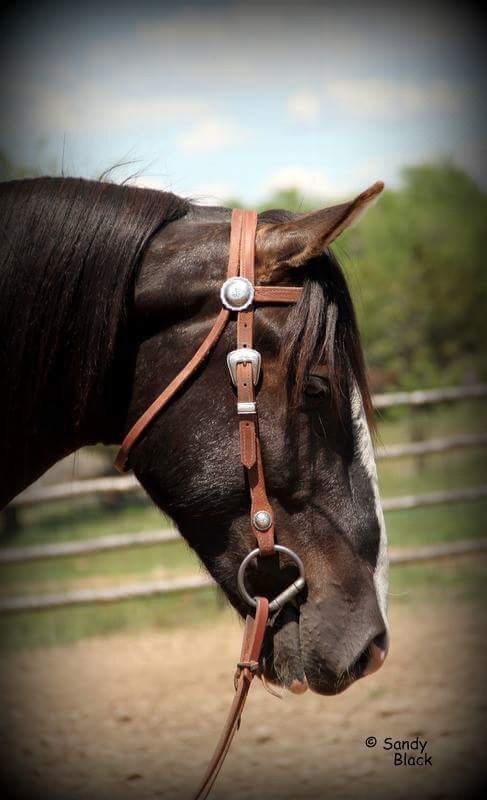 Bishop Bosal Hanger Headstall – Buckaroo Leather Products