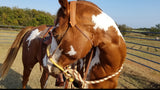 Bosal Rawhide Vaquero Style- All Natural