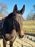 Old Visalia Arrow Headstall & Breast Collar Set, Hermann Oak® Leather