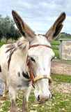 Buckaroo Sidepull Headstall with Rawhide Nose