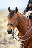 Heavy Harness Leather Roper Breast Collar