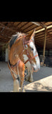 Halter-Combo Headstall Bridle