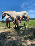 Farrier Shoeing Chaps, Hermann Oak® Leather