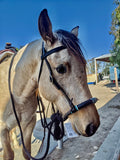 Black Beauty Concha Hackamore Set