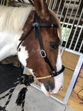 Black Beauty Concha Hackamore Set