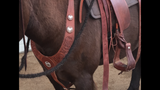 Western Pulling Breast Collar Wild Rose