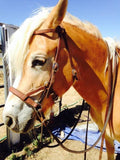 Bitless Sidepull Bridle
