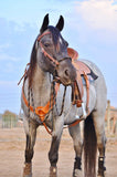 Loping Soft Nose Hackamore Set