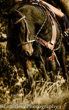Pulling Leather Breast Collar