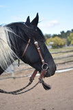 Dana Lovell Signature Headstall