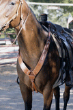 Buckaroo Pulling Breast Collar