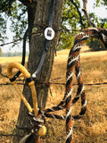 Hackamore Silver Vaquero Style