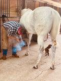 Farrier Shoeing Chaps, Hermann Oak® Leather