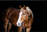Harness Knotbrow Headstall w/ Rawhide Braiding