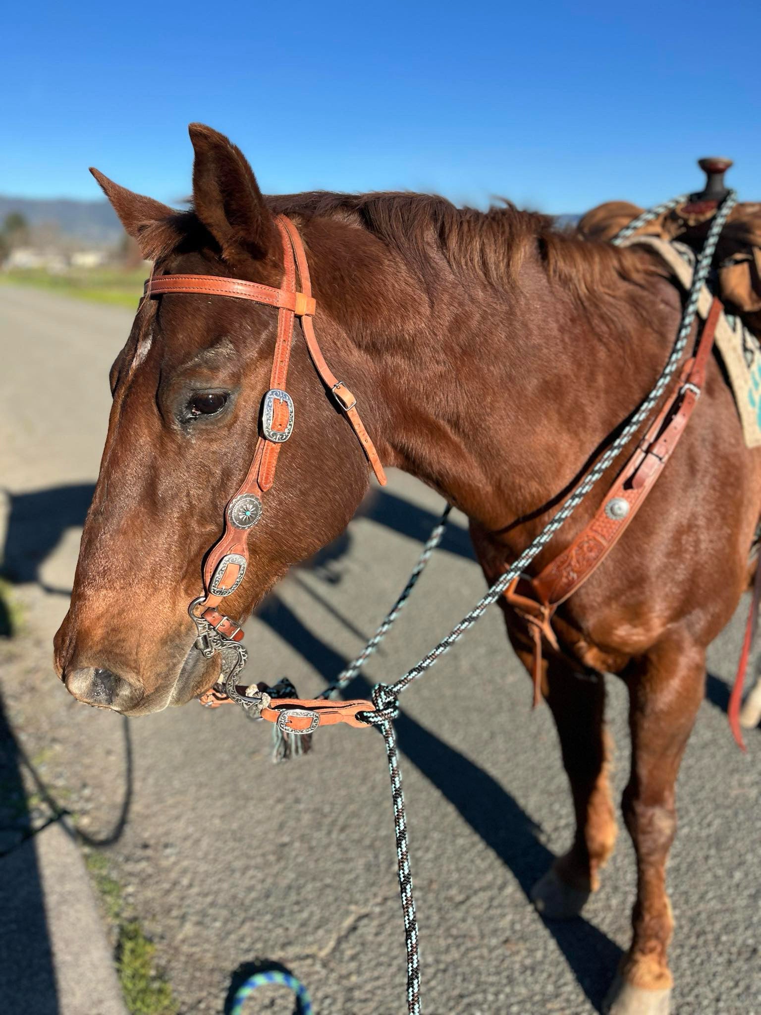 Antique Visalia Concha Bridle Set – Buckaroo Leather Products