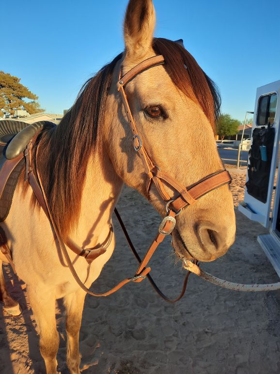 Old Face Concha Sidepull, Hermann Oak® Leather – Buckaroo Leather