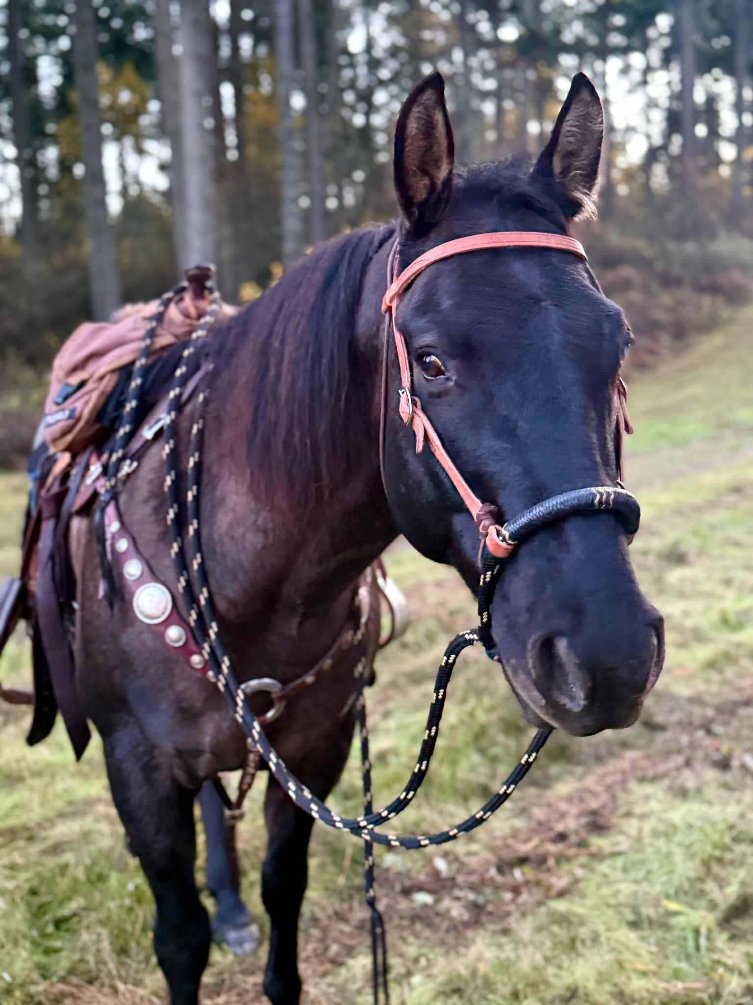 Hackamore cuir matelassé Stubben, sellerie Horse and Co Hackamore cuir matelassé Stubben, sellerie Horse and Co
