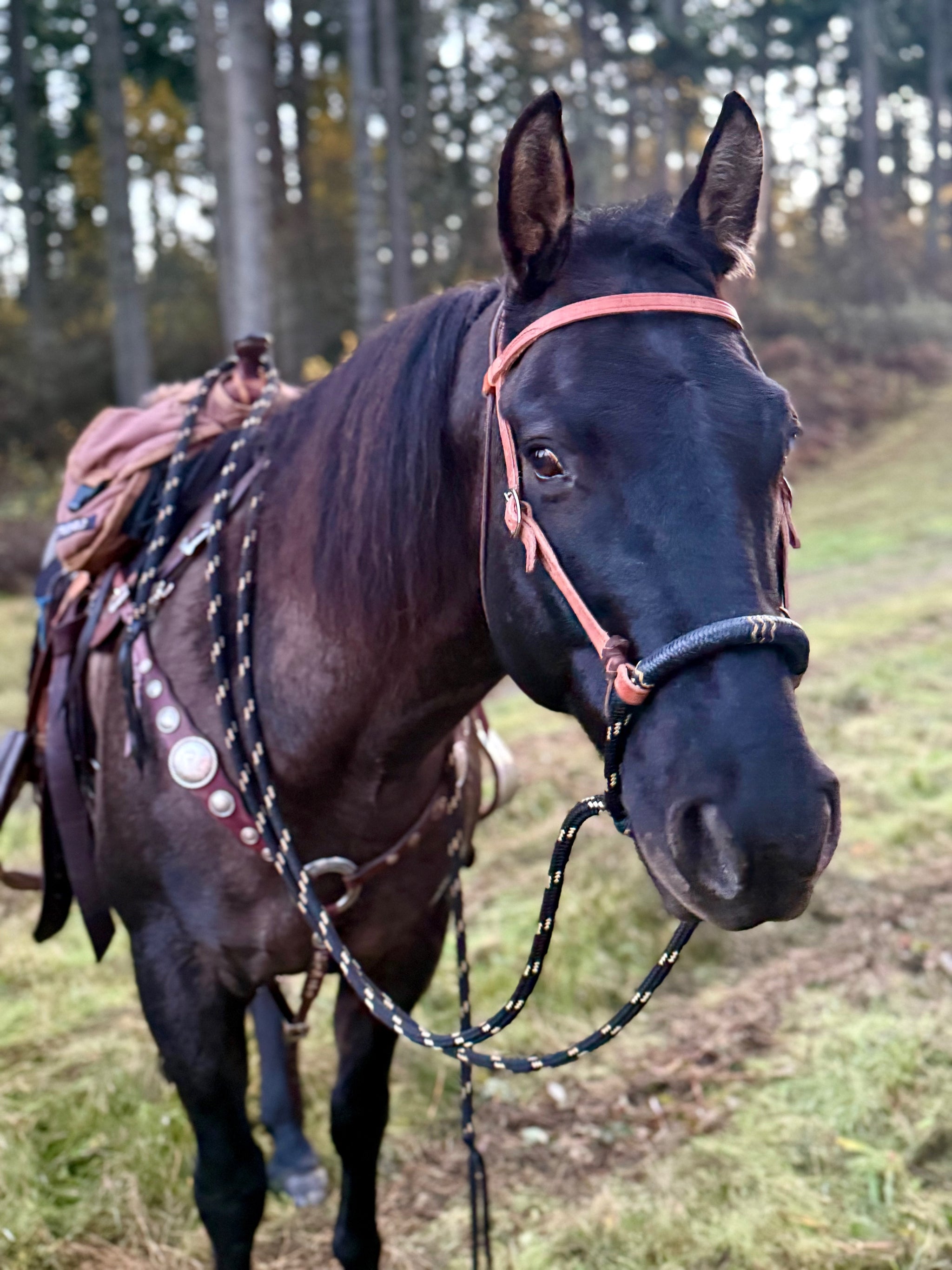 HorseロープHackamoreセット、ソフトYacht二重三つ編みHackamore Halter and with 22 ft。Mecate Reins Tied In Horse Rope Hackamore