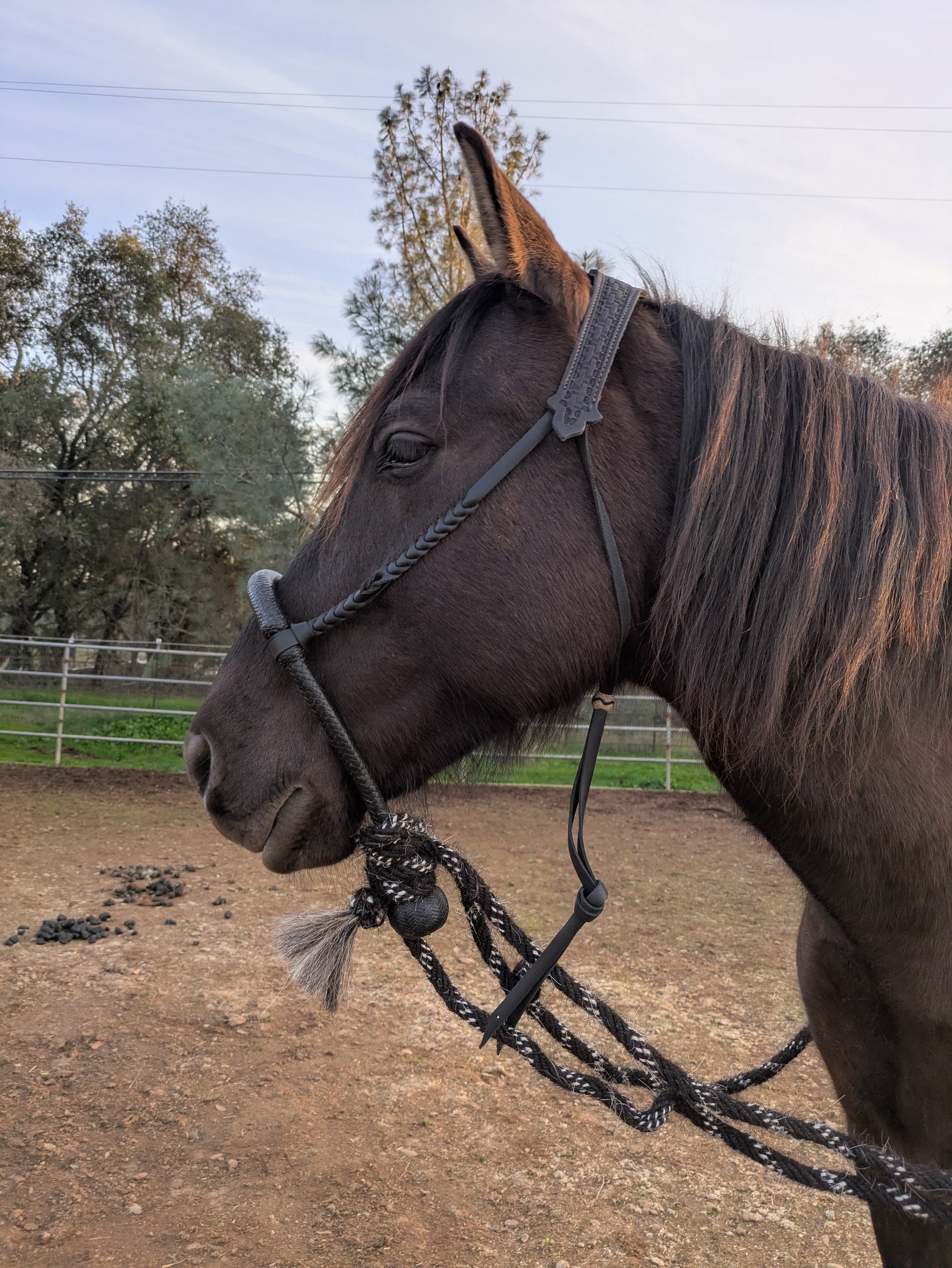 Bishop Bosal Hanger Headstall – Buckaroo Leather Products
