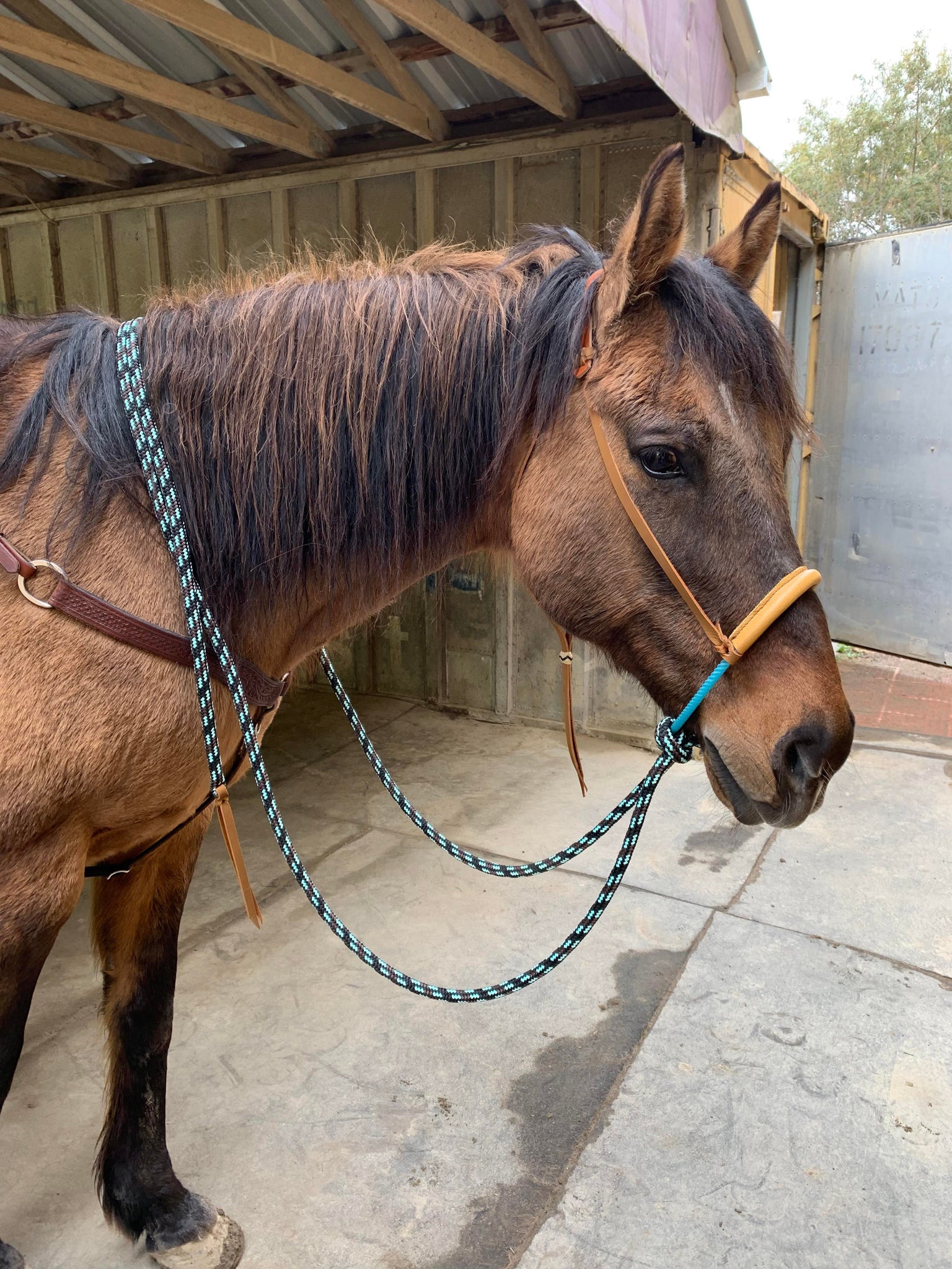 Hard Rope Hackamore Big Pine soft rope nose Hackamore – Buckaroo Leather Products
